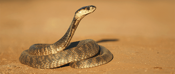 3 Reasons to Trade in Your COBRA Policy for an ACA Plan - TaxACT Blog