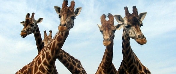 A close up of a group of giraffes (a tower)