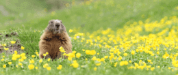 A groundhog in field