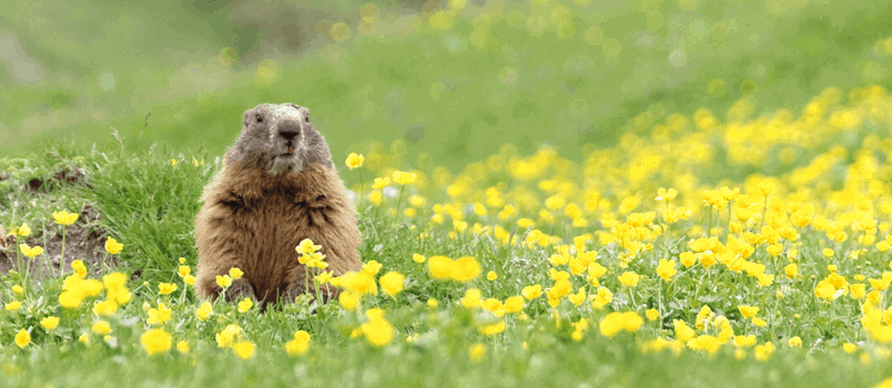 A groundhog in field