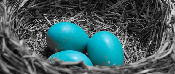 A bird's nest with three blue eggs.