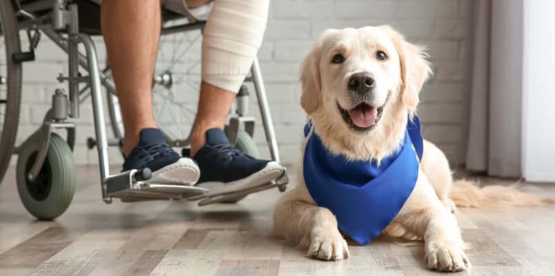 An adorable yellow retriever wearing a blue bandana smiles at the camera as he lies at the feet of his human who is sitting in a wheelchair