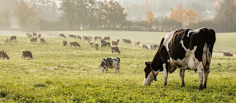 A herd of cows grazing in a field